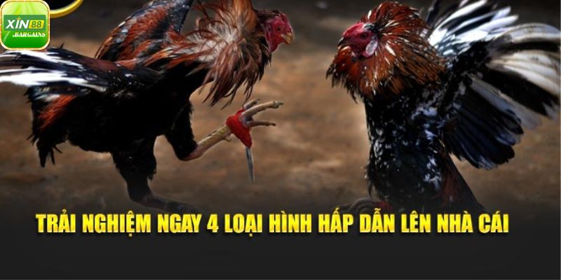 4 loại hình đá gà xin88 nổi tiếng nhất