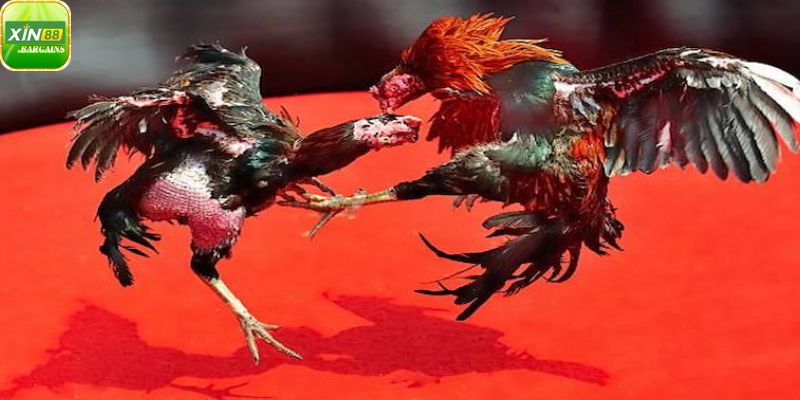 Đa dạng kèo cá cược đá gà