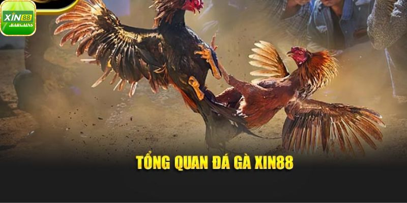 Thông tin đá gà xin88